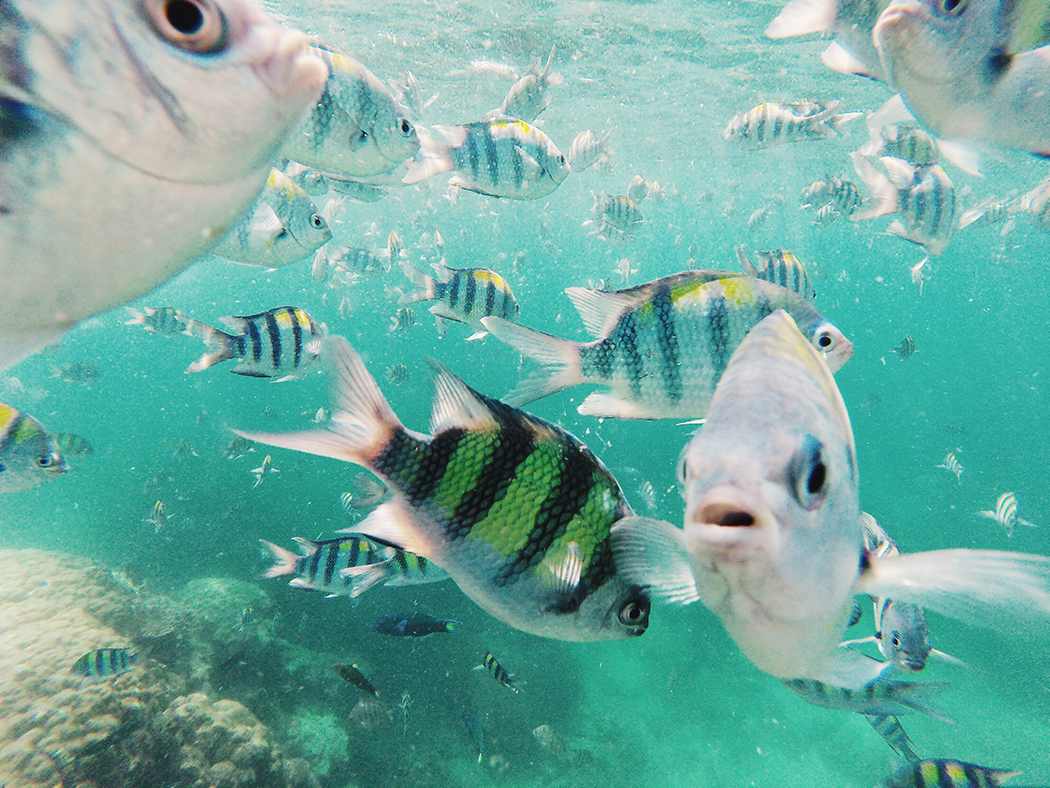 Snorkel-Thailand-CollageOntheRoad-1